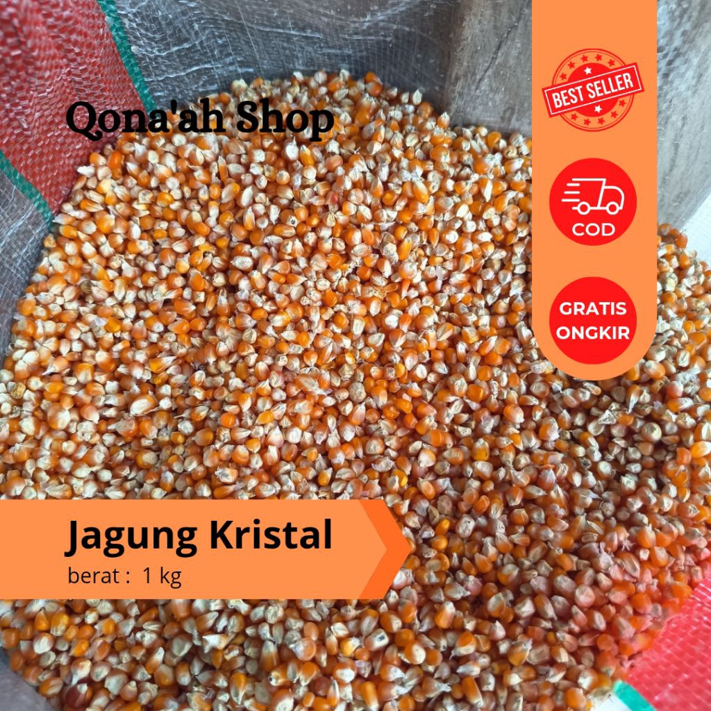 Jagung kristal kecil pakan merpati 1kg / jagung kecil pakan burung pakan ayam / jagung unyil