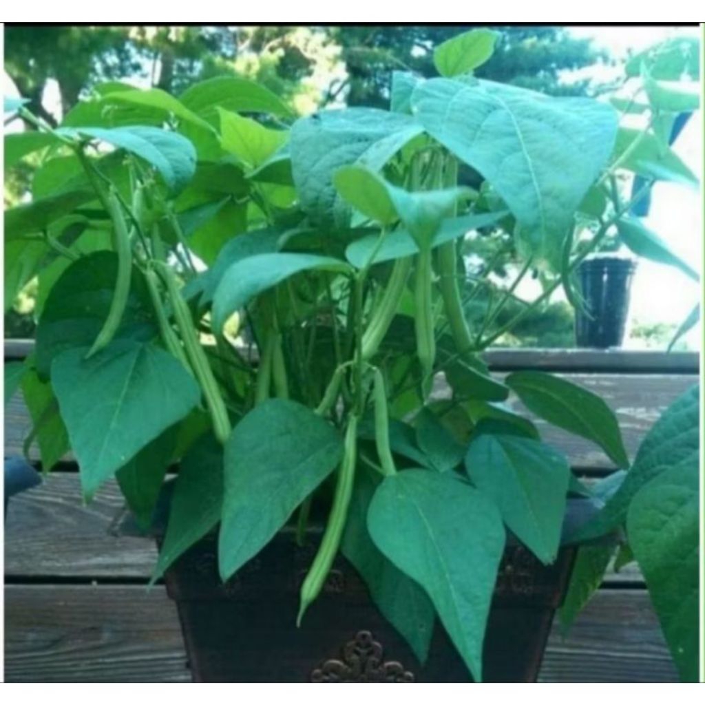 6 biji,bibit,benih buncis tegak/tidak menjalar