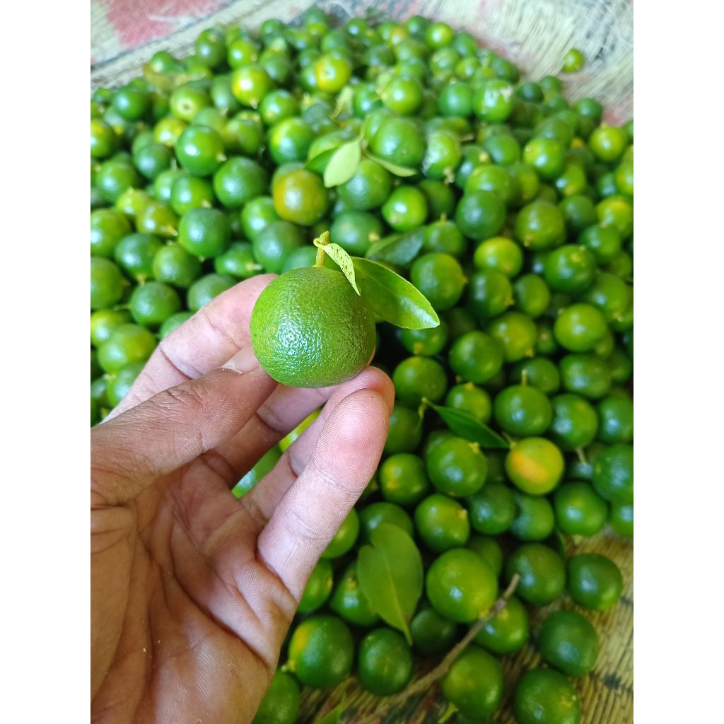 

1.kg jeruk sonkit segar dan fress langsung petik dari kebun