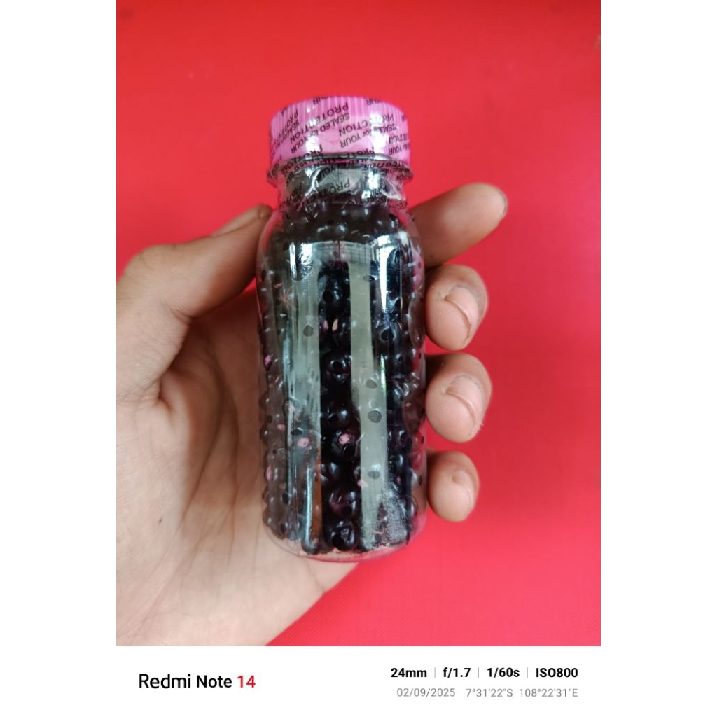 

buah binahong hitam atu angkung segar dengan berbagai khasiat