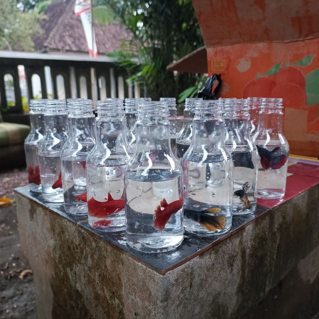 Ikan Hias Cupang HM (Half Moon)+botol