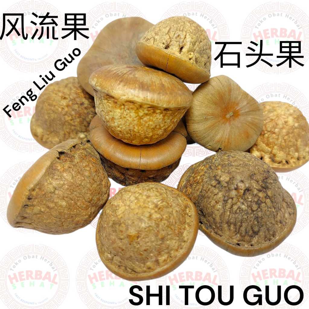 Shi Tou Guo / Feng Liu Guo Lithocarpus Pachylepis / Aphrodisiac Fruit