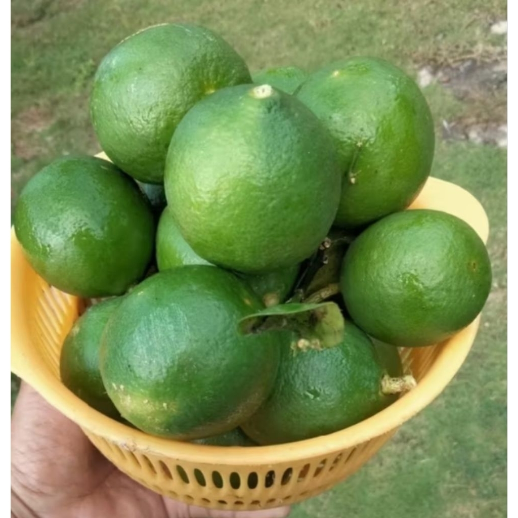 

Jeruk Nipis Lokal /Jeruk Nipis Fress 1 kg