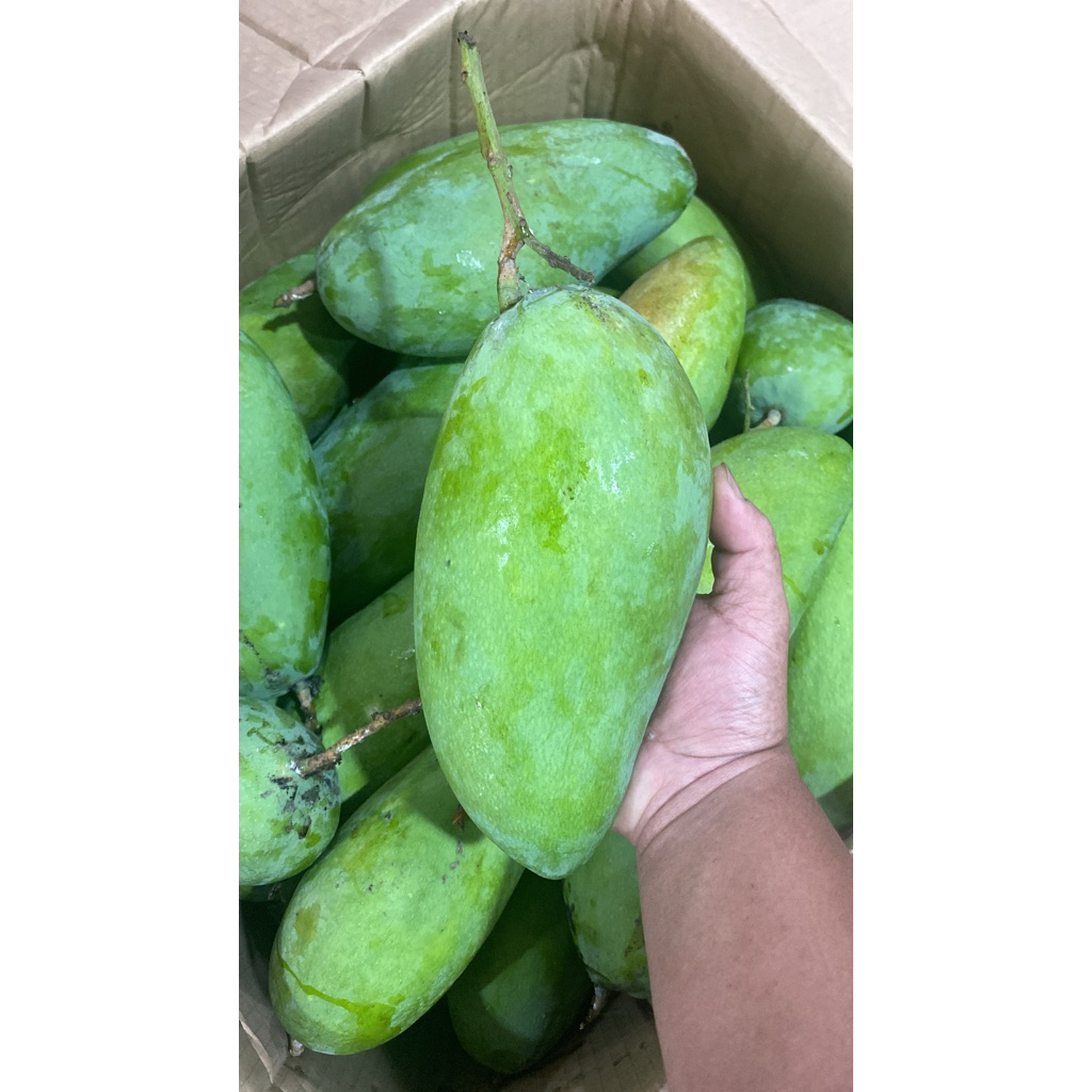

MANGGA BANGKOK THAILAND MANTAP GEDENYA BOHAI TERMURAH