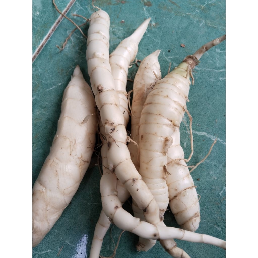 

ubi garut/sagu fresh original isi 500gram