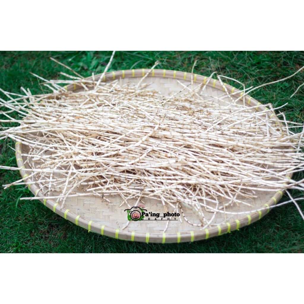 

PEROMO akar Alang alang segar 500gr