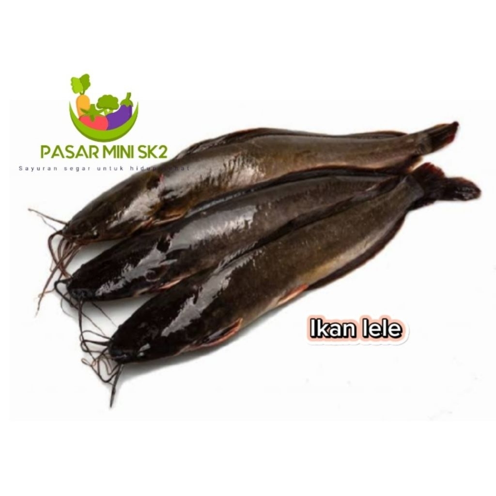 

Ikan lele segar