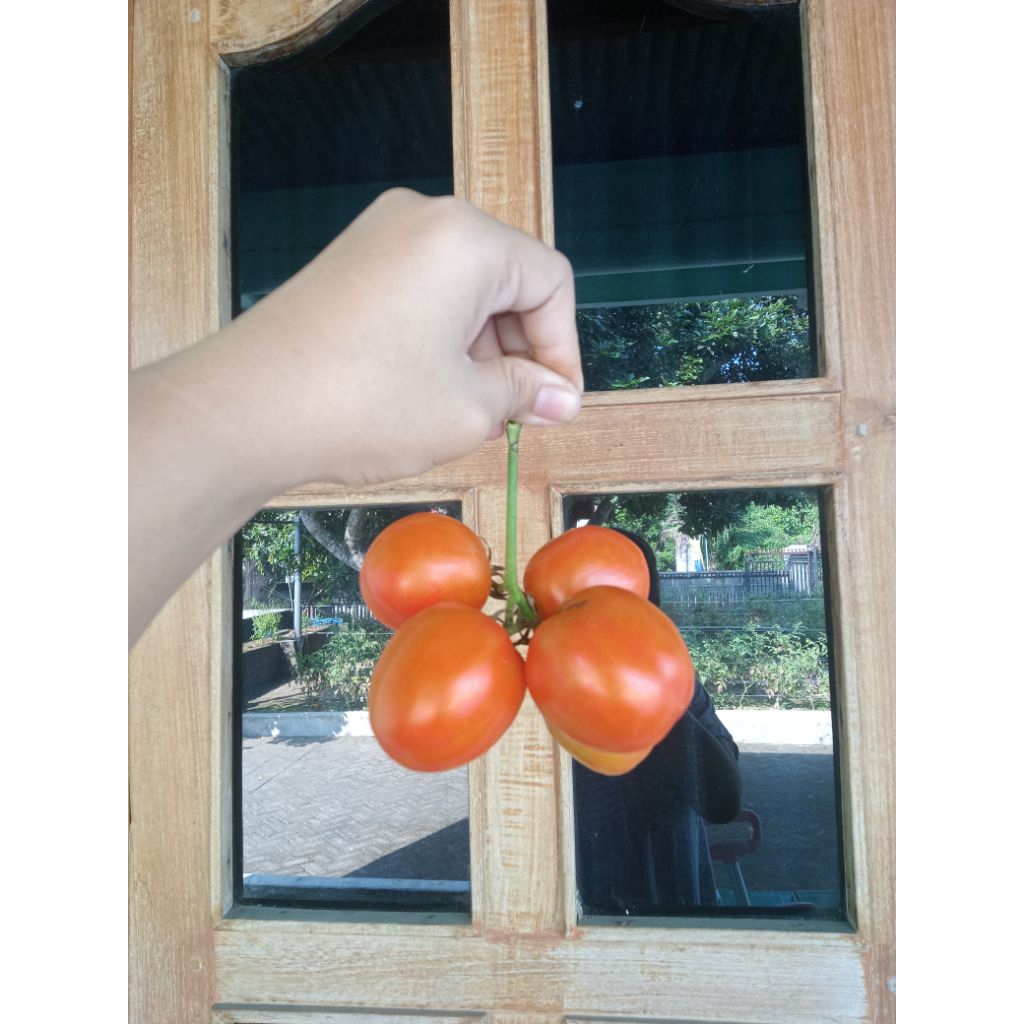 

Tomat Murah 1kg Fresh Petik Kebun Sendiri