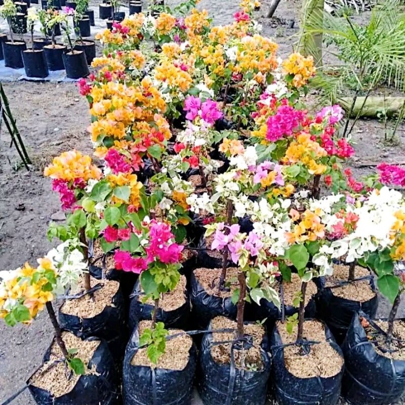 Tanaman Bunga Bugenvil / Bunga Bugenvil warna acak