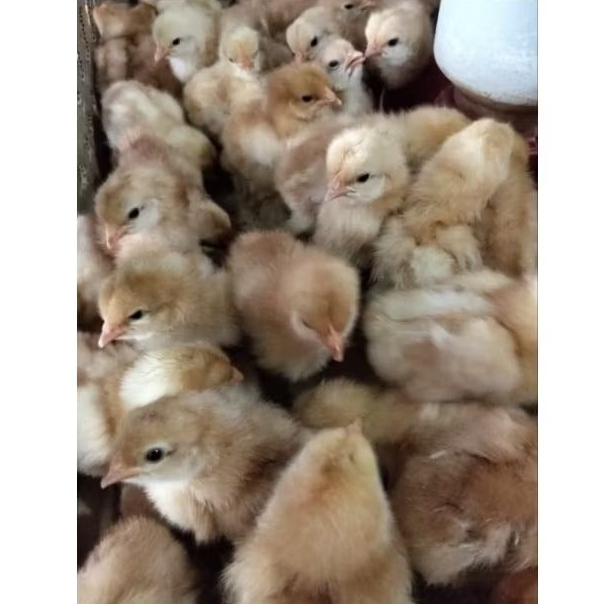 Ayam petelur - Doc Petelur - Layer merah - bibit ayam petelur merah