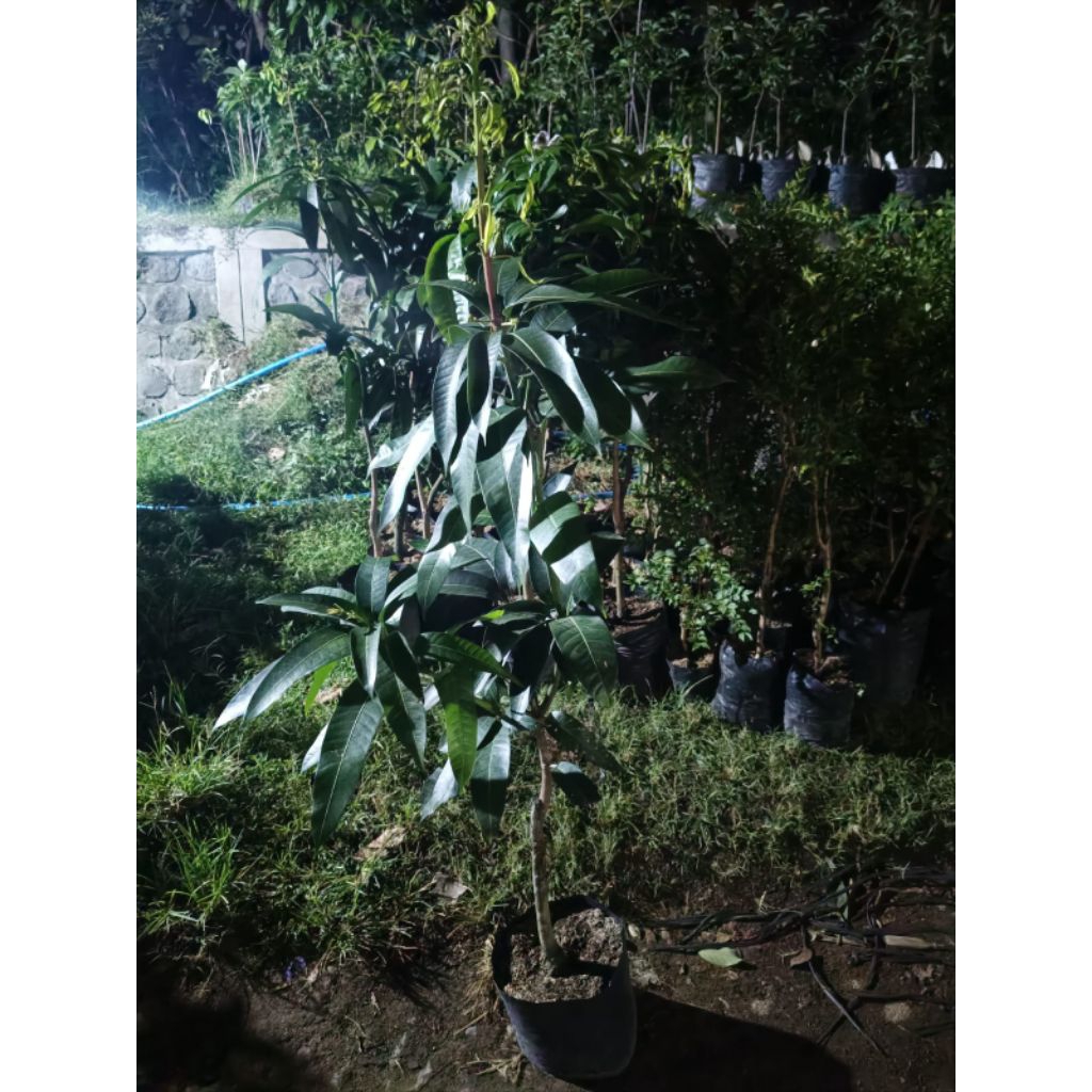 bibit mangga kiyojay