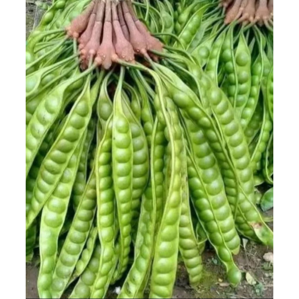 

PETE TUA/PENAMBAH NAFSU MAKAN LALAP PETE/1 IKET 10 LONJOR