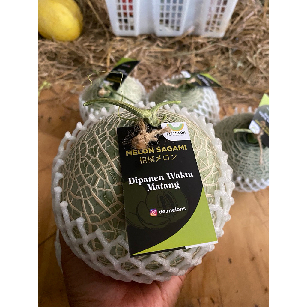 Melon Jepang Sagami