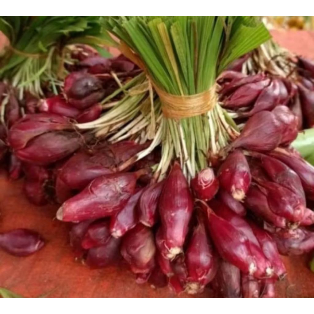 

Bawang Dayak segar 1kg bawang dayak asli