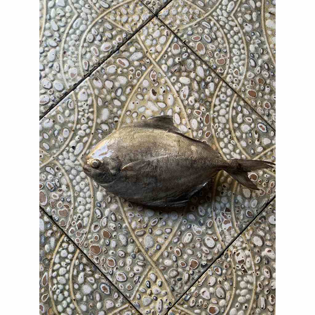 

IKAN BAWAL LAUT FRESH / BEKU