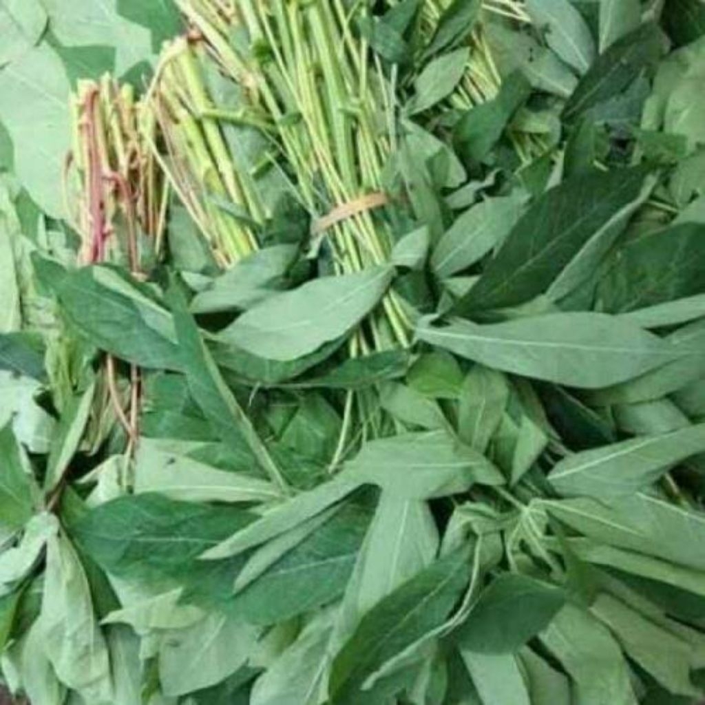 

daun singkong segar di petik ketika ada pesanan per ikat Rp.3000