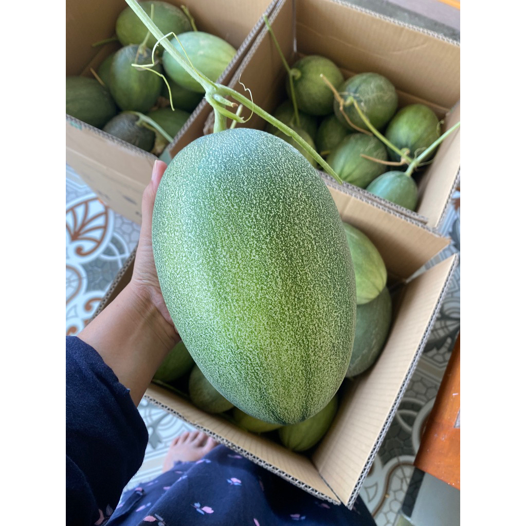 BUAH MELON PREMIUM THE BLUES RJ