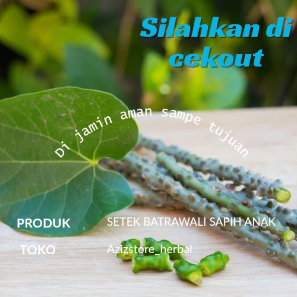 

setek batrawali/Brotowali untuk sapih anak 20 cm obat herbal