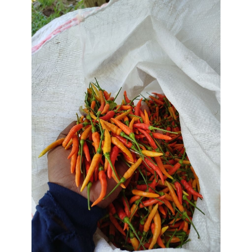 

Cabe Rawit Ekstra Pedis, Tidak Mudah Busuk