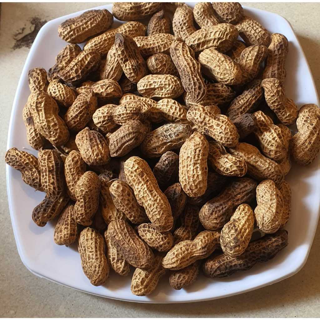 

Kacang Bendo Goreng - Snack Kacang Bendo Favorit / kacang kulit sangrai