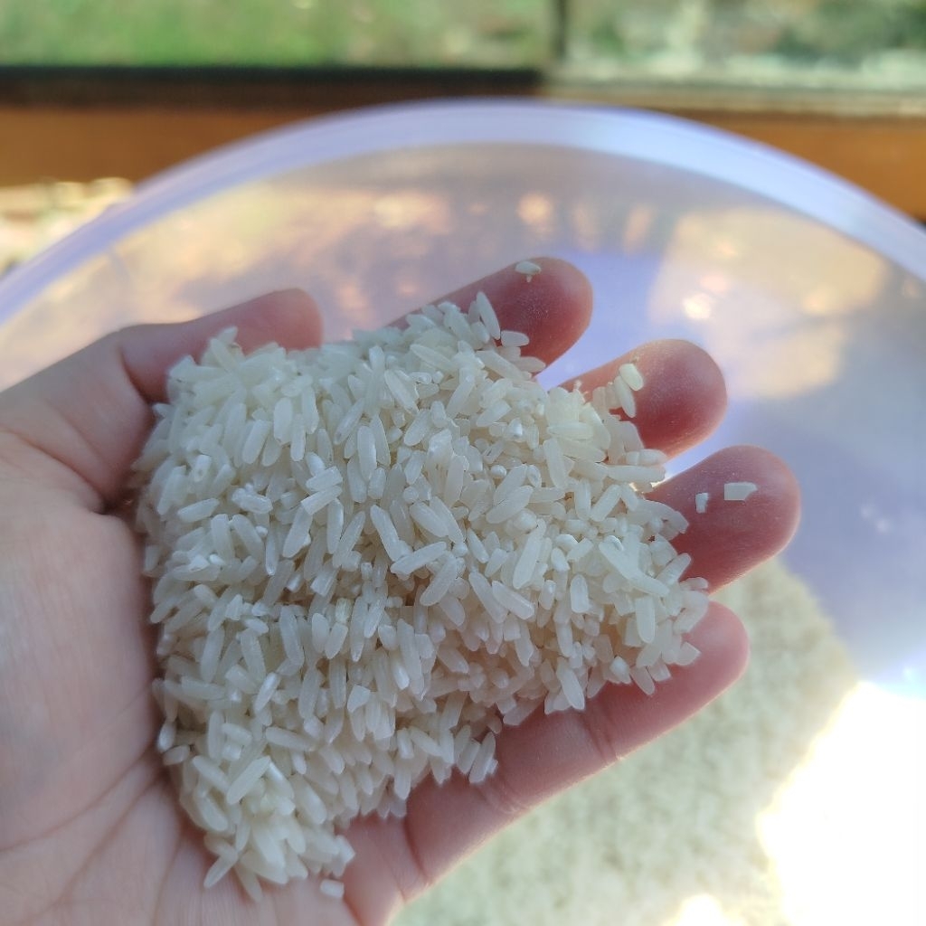 

BERAS PANENAN SENDIRI PULEN ENAK