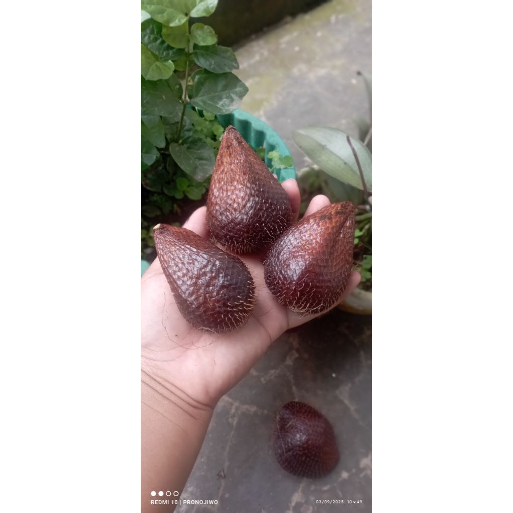 

Salak Pondoh Pronojiwo SUPER (GRADE A)
