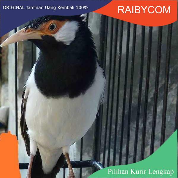 Burung Jalak Suren Betina Gacor Mapan Siap Kawin Jalak Uren Uret Siapan Produksi Telur