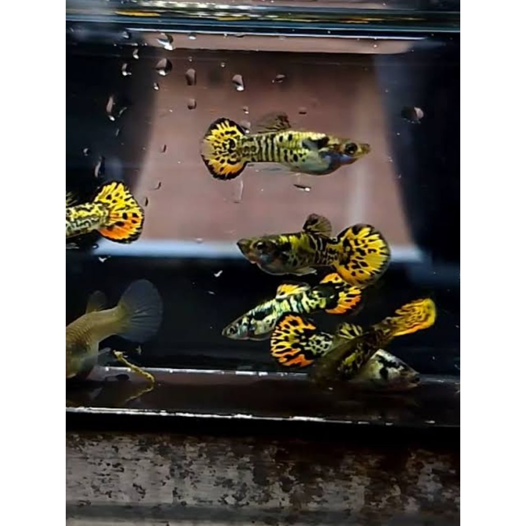 

packing kardus yellow sunset sepasang