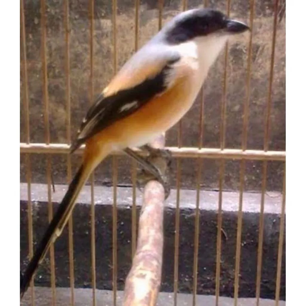 Burung Pentet Jatim Pilis pilihn Jantan Terbaik