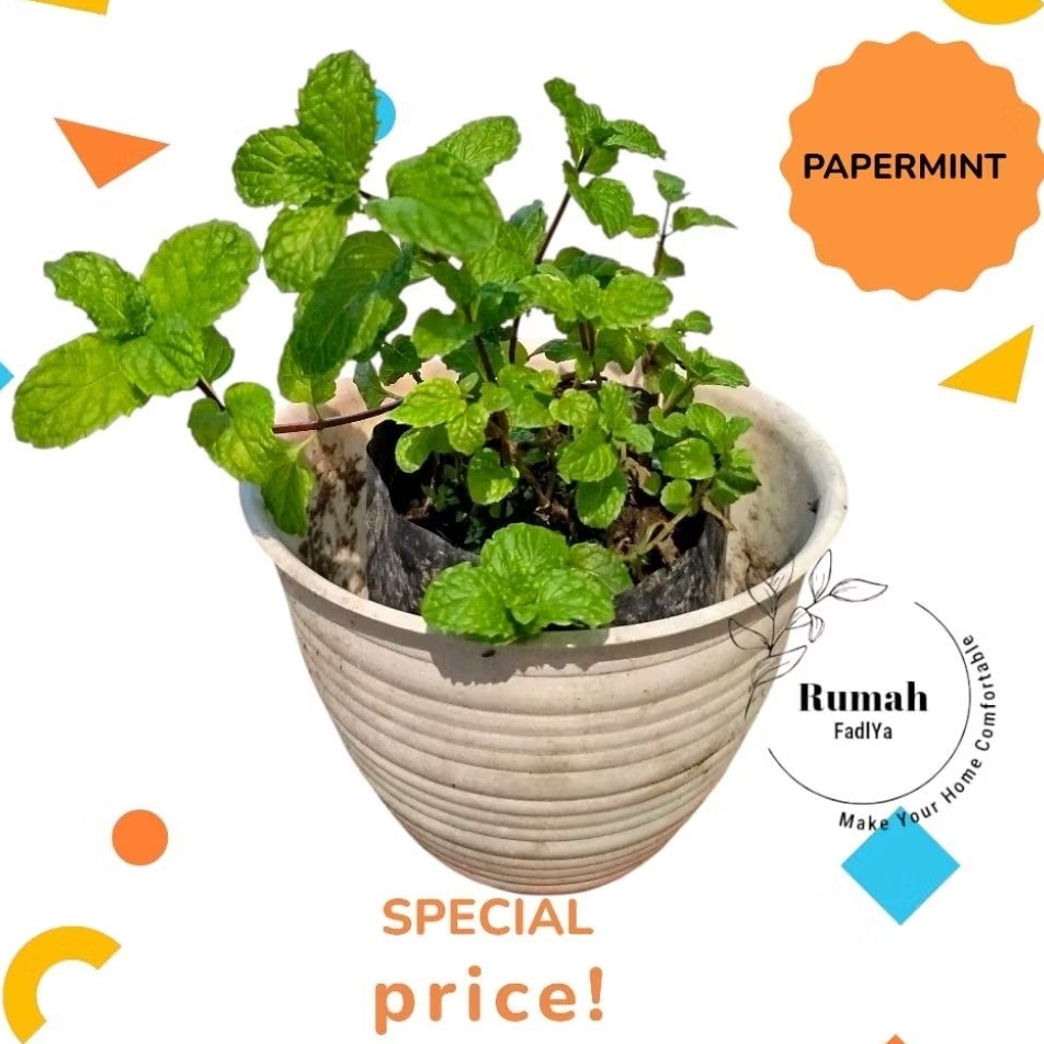 Tanaman Mint Bibit Mint Daun Mint Tanaman Herbal Mint