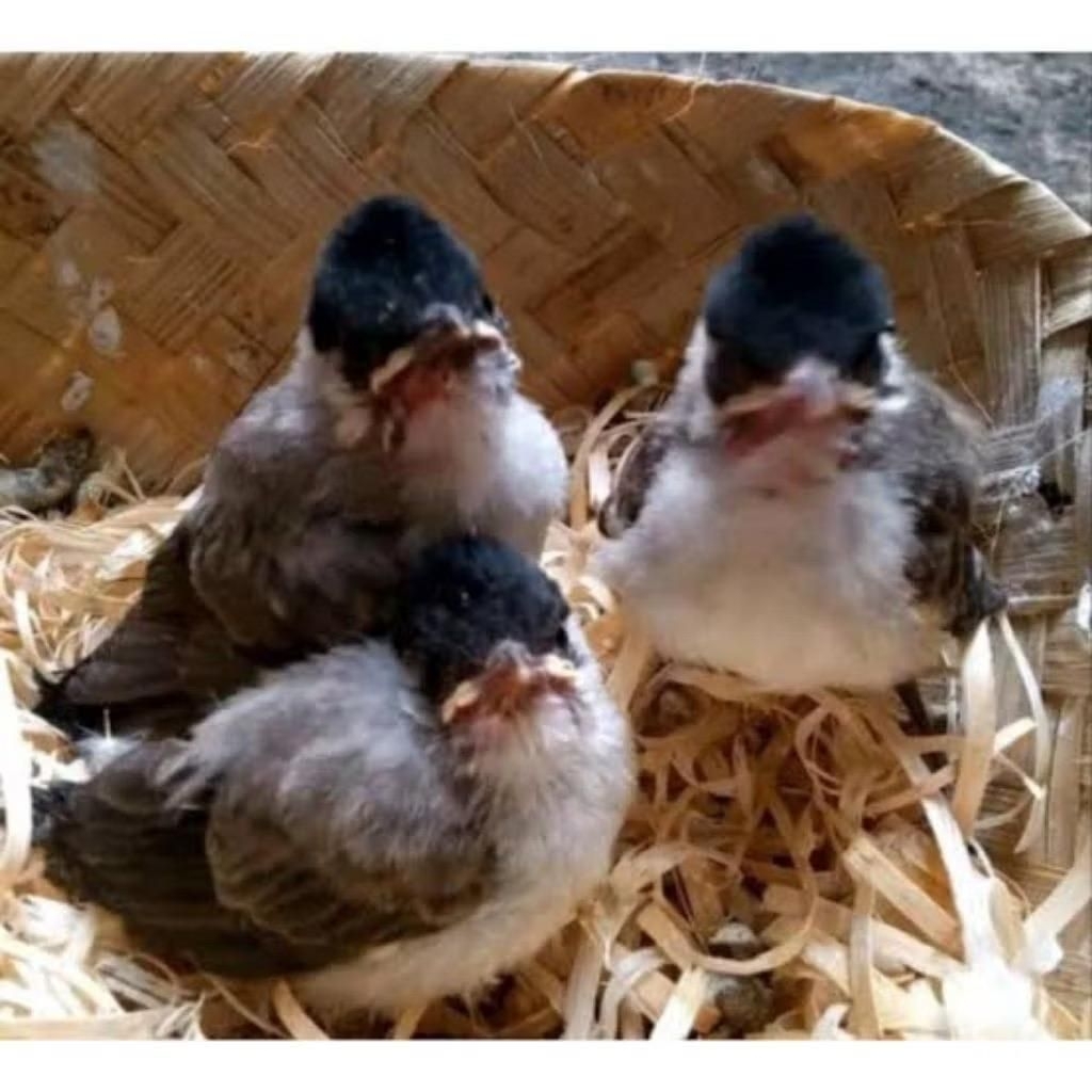 BURUNG KUTILANG LOLOHAN pilihan