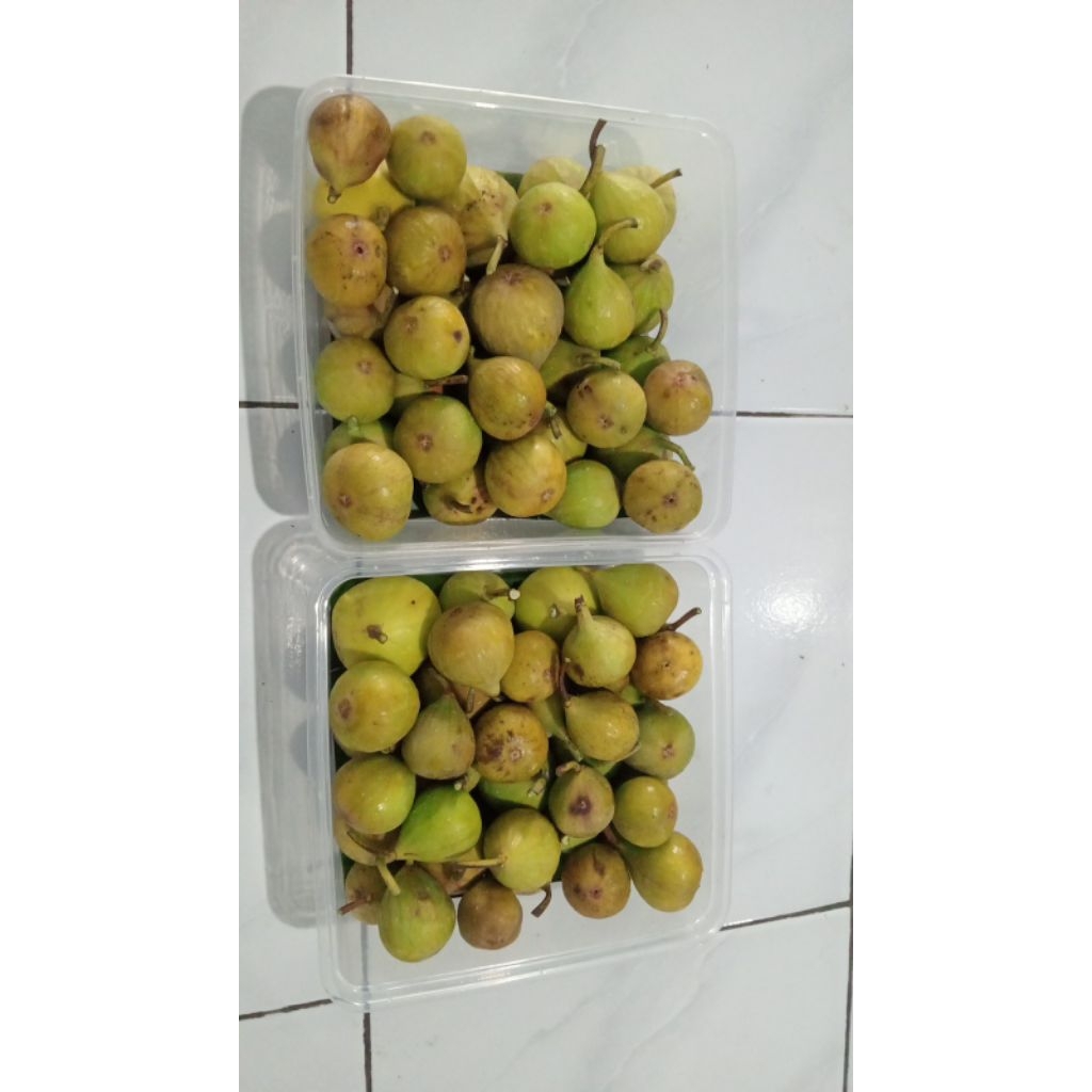 

Buah Tin atau buah ara Segar