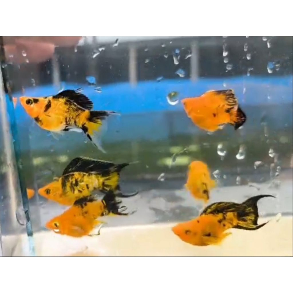 SEPASANG MOLLY SUNKIST MARBLE CAWANG