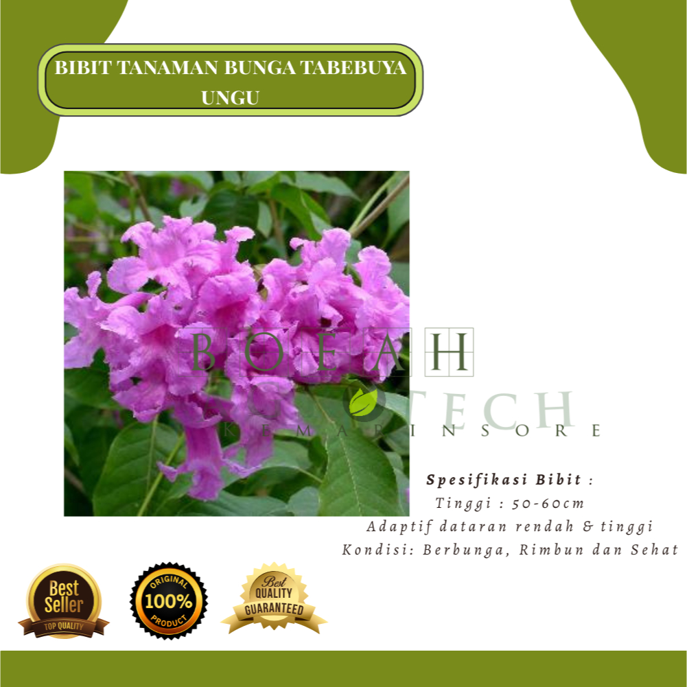Bibit Bunga Tabebuya Ungu/Tanaman Perdu Tabebuya Ungu/Sakura Lokal Ungu