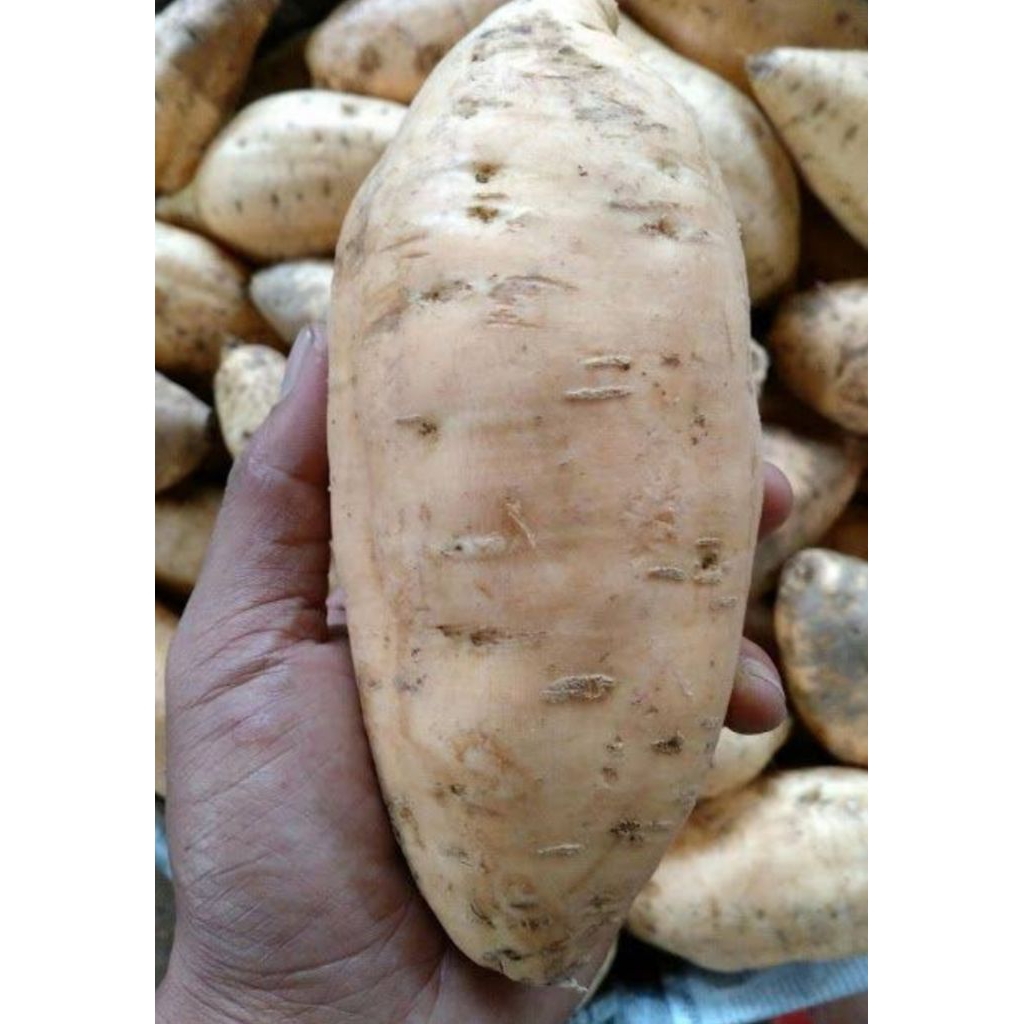 

Ubi cilembu asli kemasan 1kg,3kg,5kg | Ubi madu fresh/manis legit alami