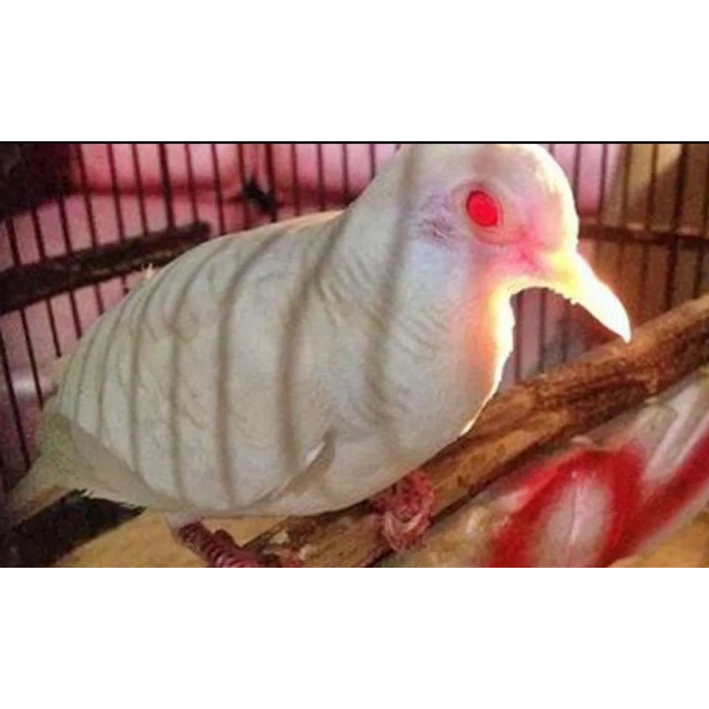 Burung Perkutut Lurik Putih Pilihn Jantan