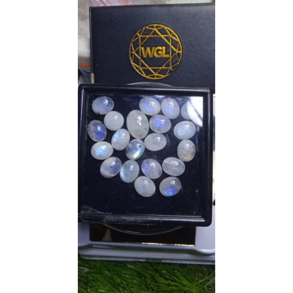 BIDURI BULAN AIR LAUT (RAINBOW)