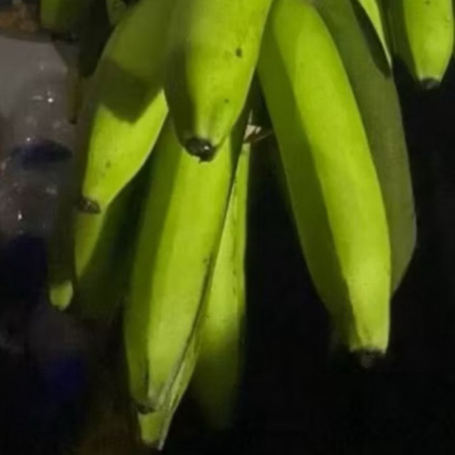 

Buah Pisang Mentah BRK Ecr Pisang Bangkaulu