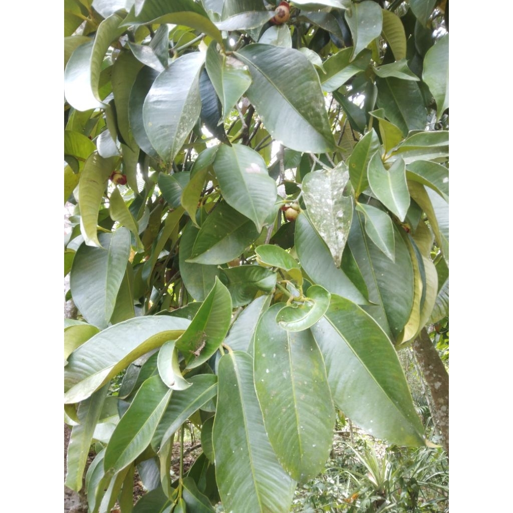 

DAUN MANGGIS FRESH OBAT HERBAL DIPETIK KETIKA ORDERAN MASUK