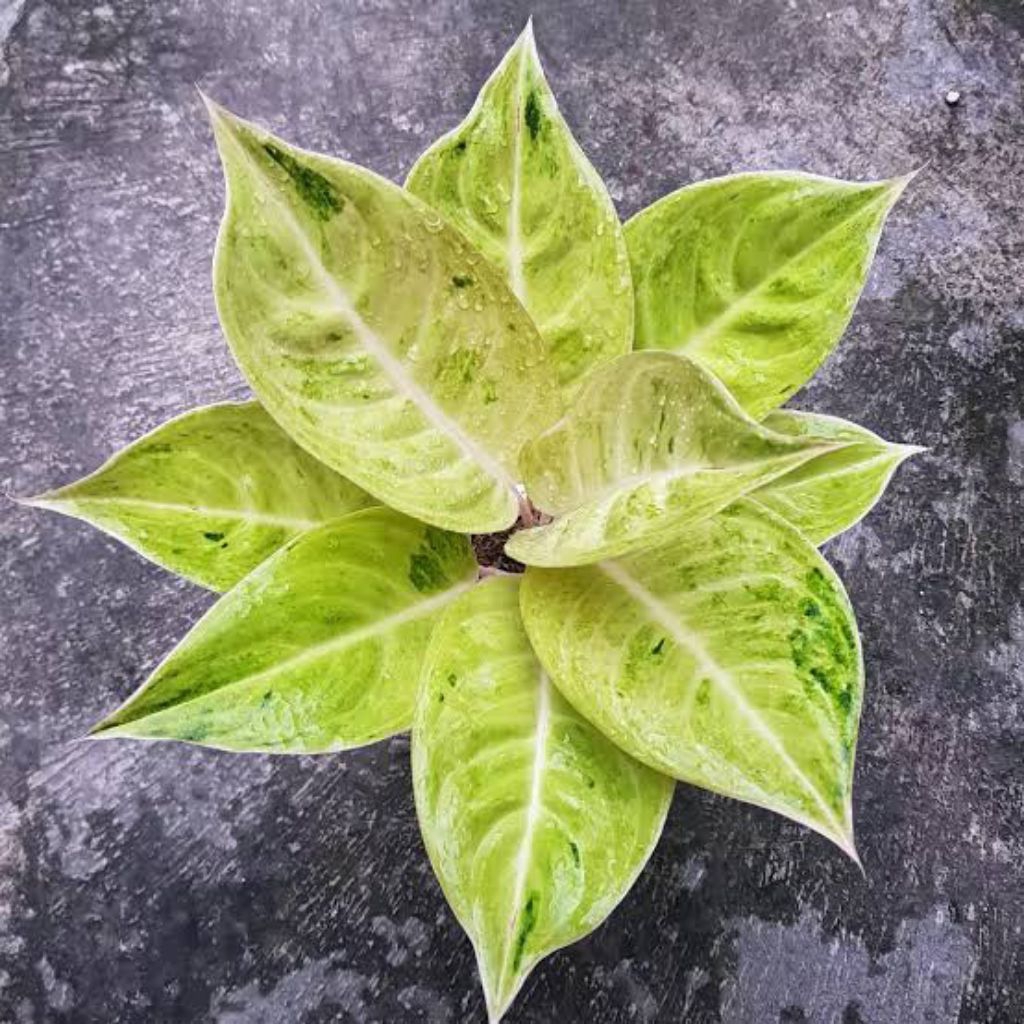 Aglonema Claudia Baby