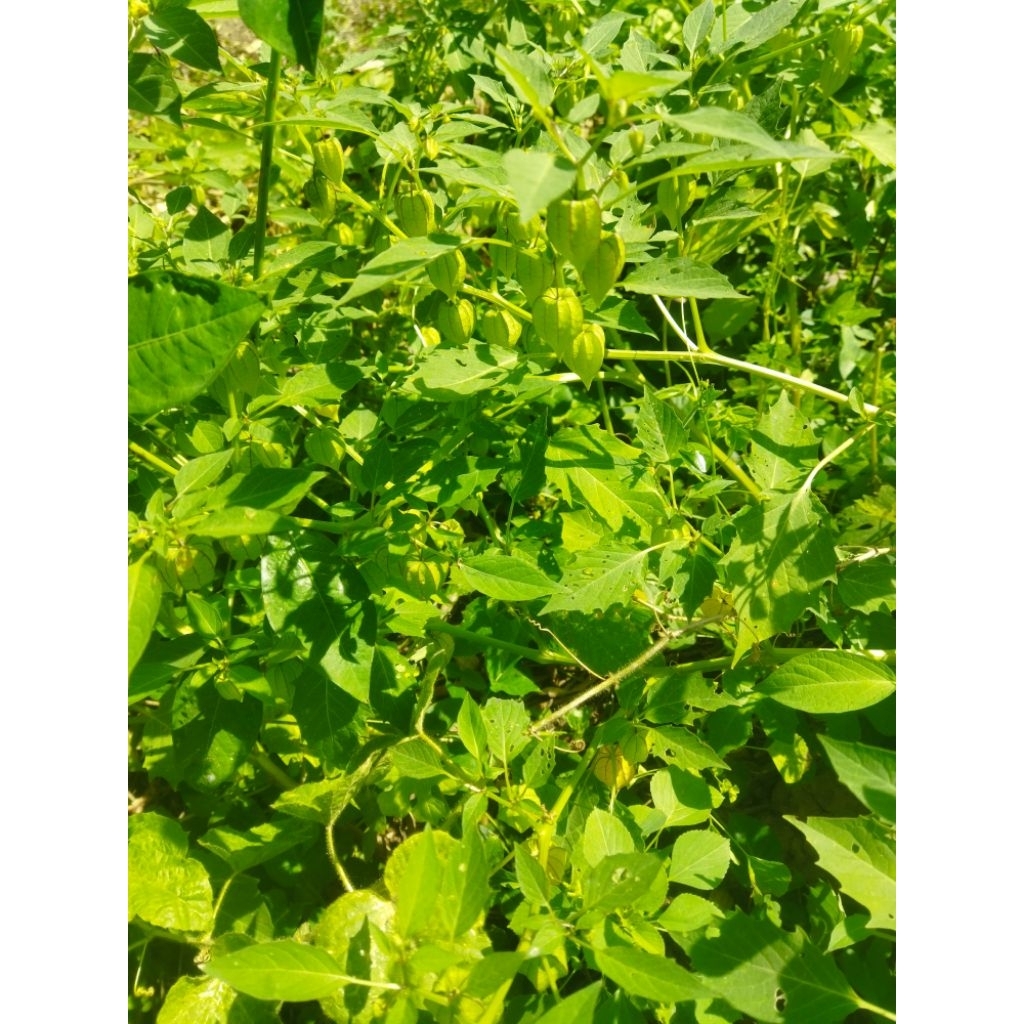 

akar batang daun buah ciplukan 250g