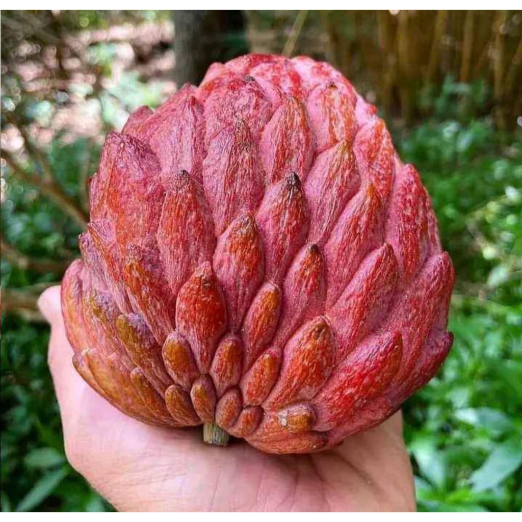 Bibit Srikaya Merah Jumbo Genjah Cepat Buah