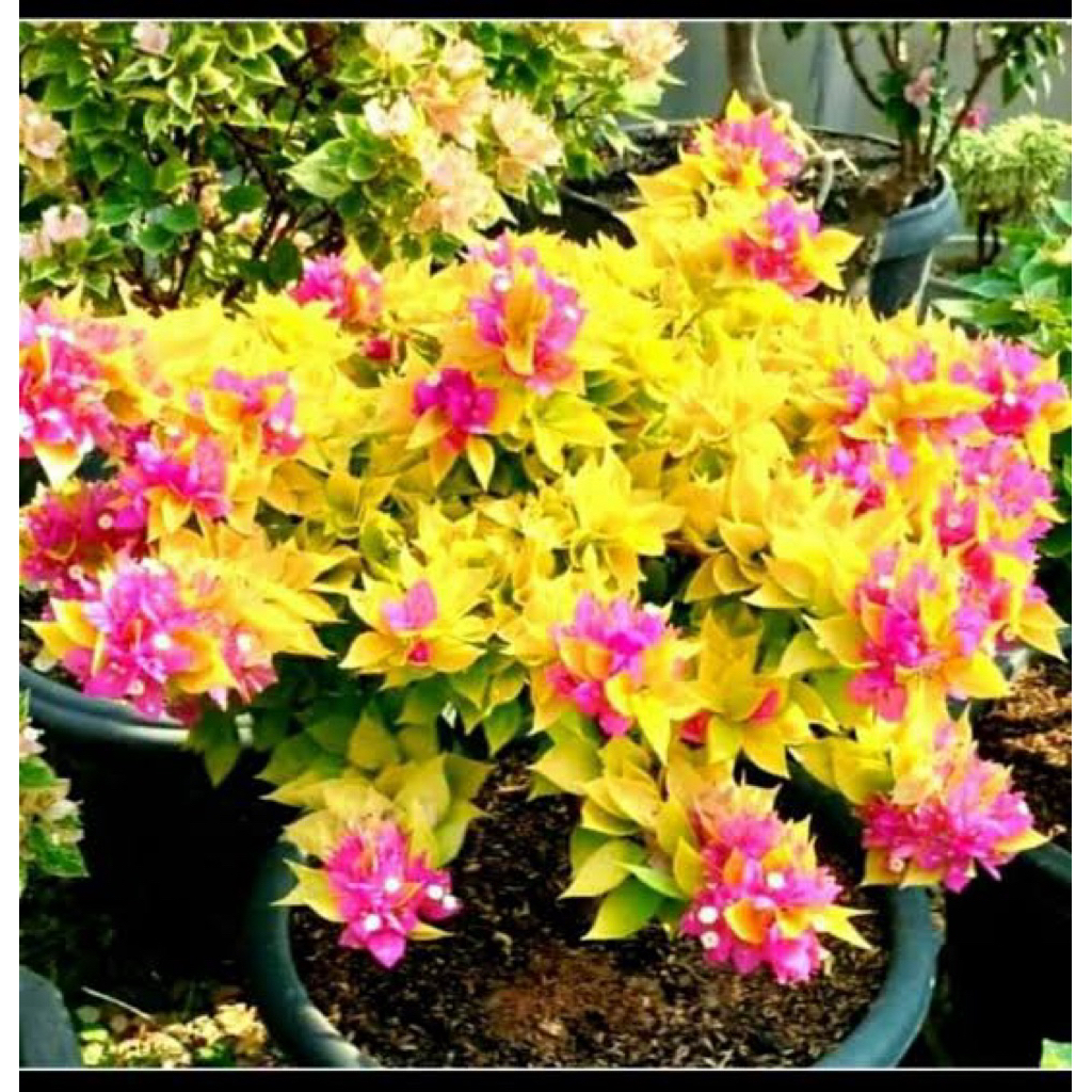 Bugenvil Singapore Jewel Moonlight