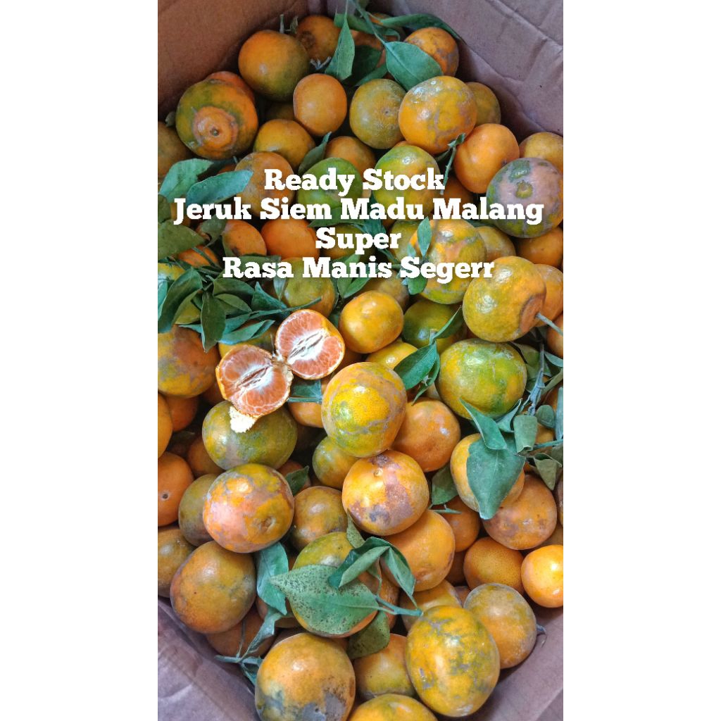 

Jeruk Siem Madu Malang Manis Segar 1Kg(Instant/Sameday)