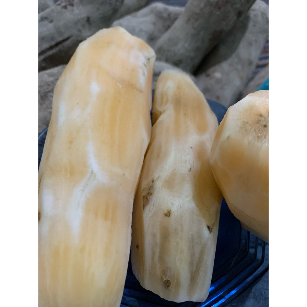 

Umbi Yakon 1000gram/1kg, siap konsumsi, segar dan manis