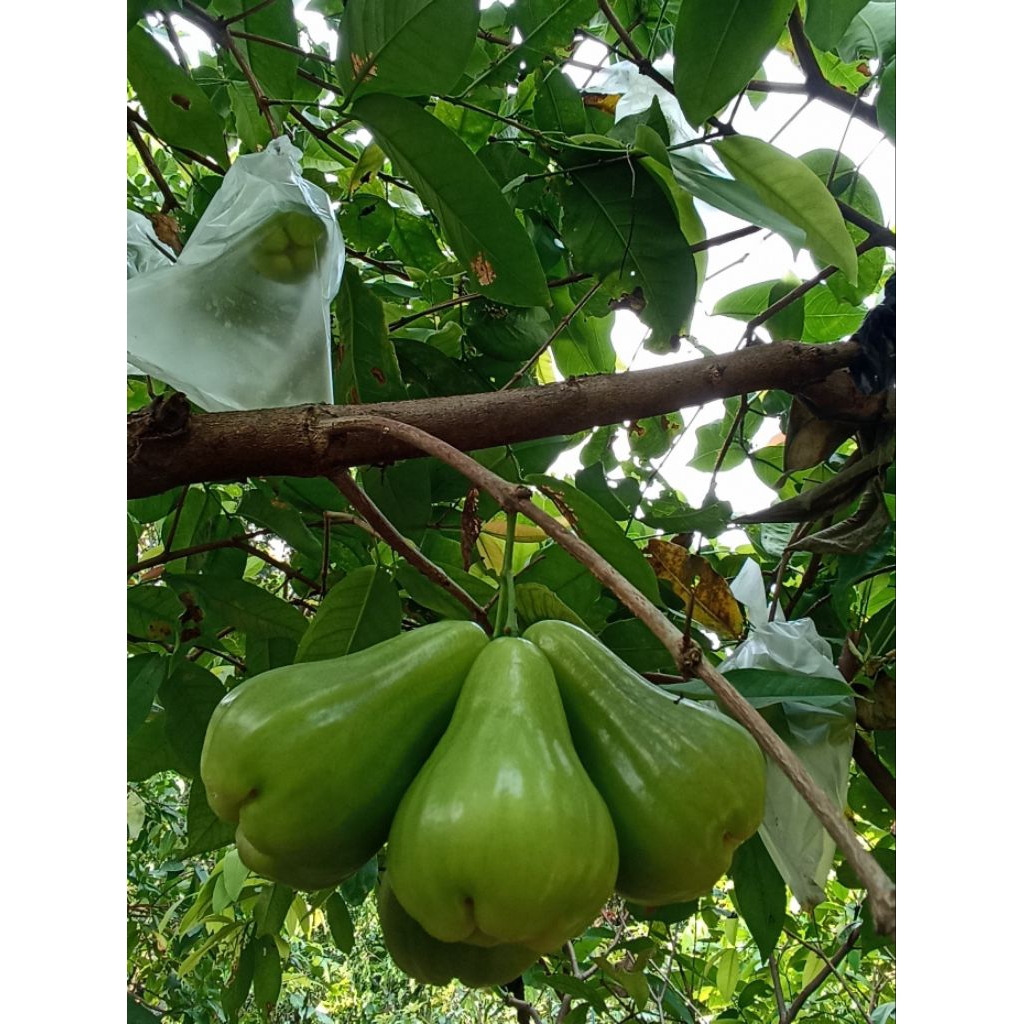 Bibit Jambu Green Giant Cepat Berbuah 1 METER – Cangkok Asli, Buah Jumbo Manis