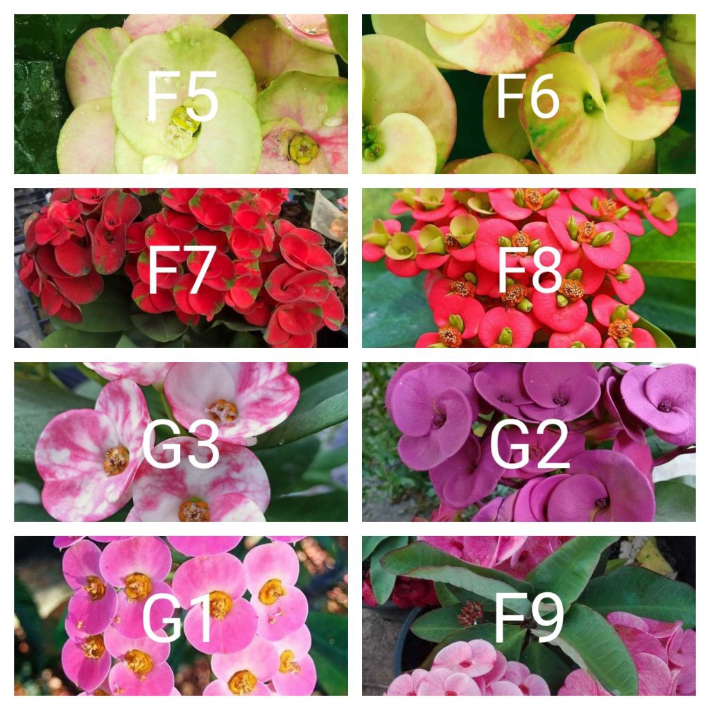 Tanaman hias euphorbia paket 32 macam jenis bunga