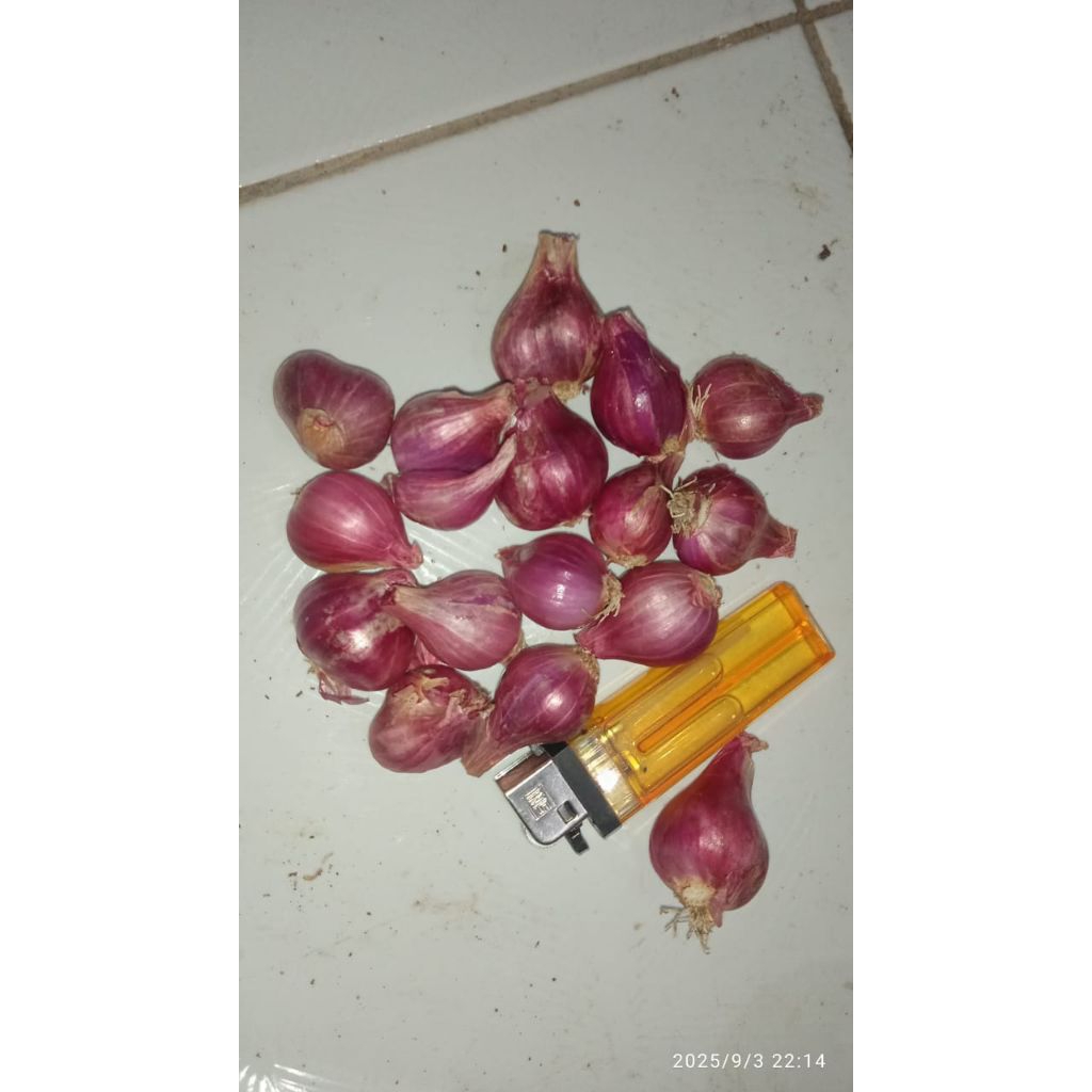 

BAWANG MERAH PROBOLINGGO TANGGUNG BESAR CAMPUR 1KG