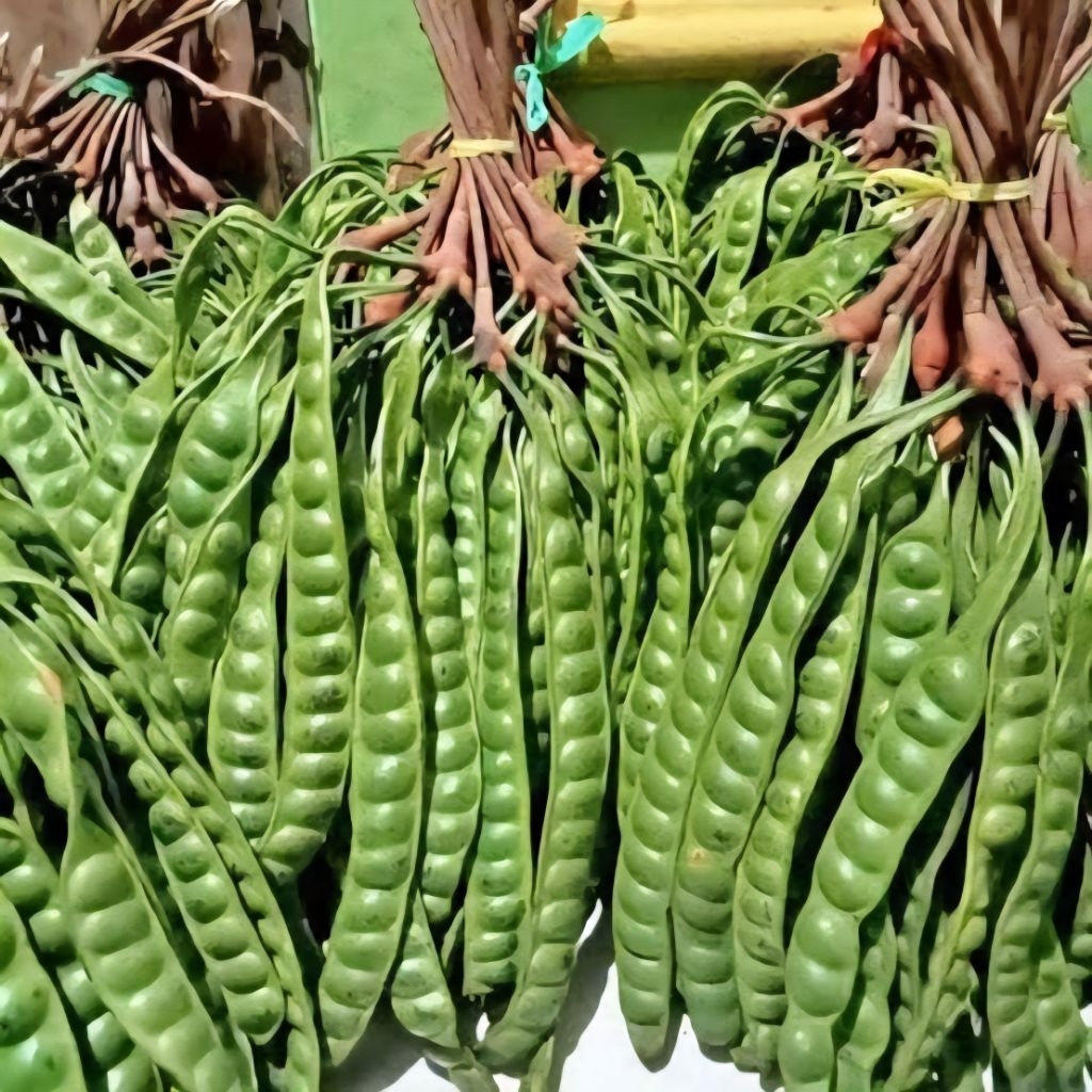 

Pete / Petey Tua Manis Segar – Dipetik Langsung dari Pohon, Murah & Berkualitas