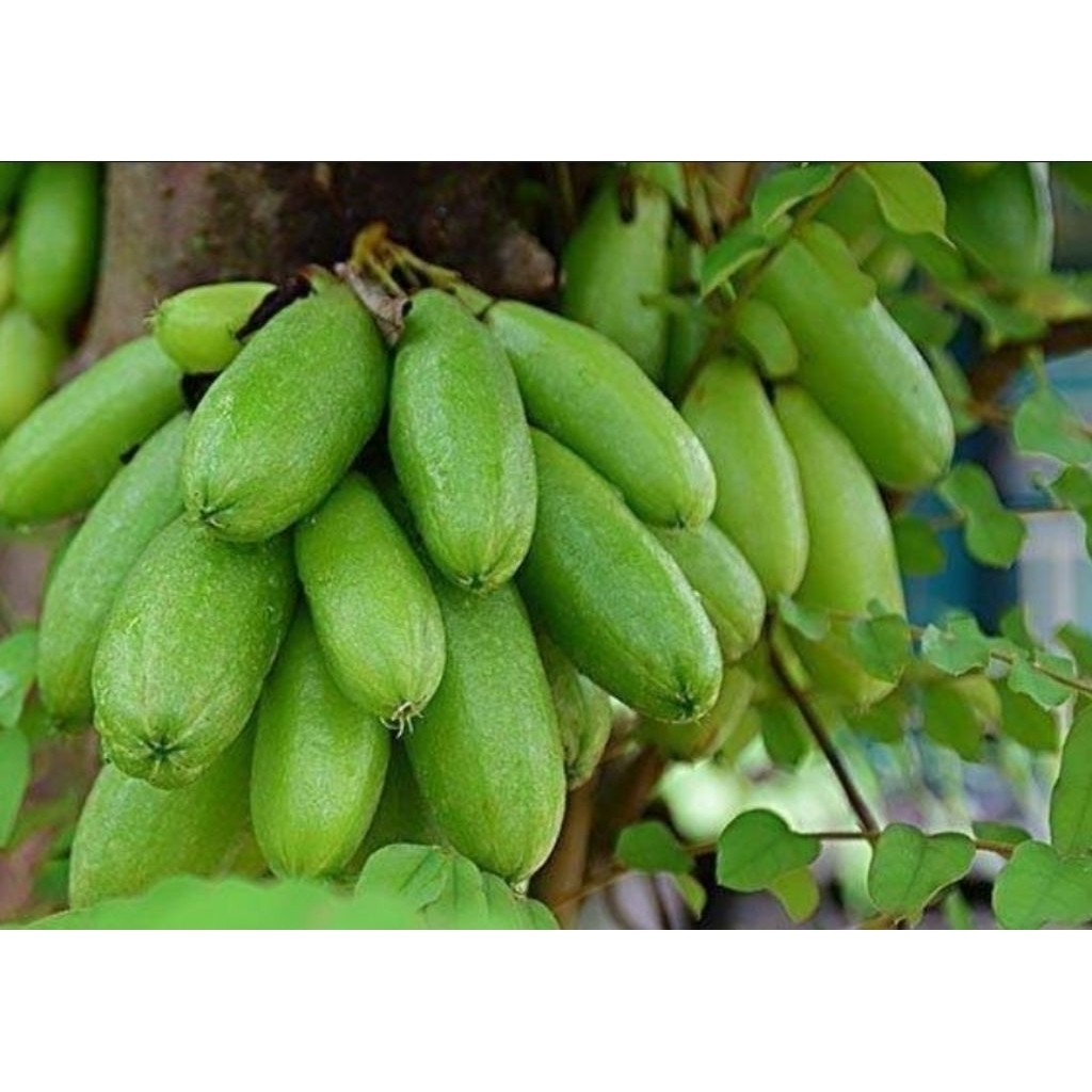 

Belimbing wuluh sayur organik 1 kg